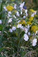 Silene latifolia, white campion, a common wildflower, flowering from May. RHS Chelsea Flower Show 2016