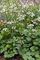 Ligusticum scoticum, Scot's lovage, a white umbellifer, a clump forming perennial with glossy leaves and umbels of tiney white flowers followed by golden seed heads. Flowering in May. RHS Chelsea Flower Show 2016
