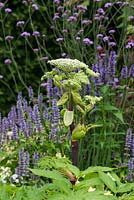 Angelica sylvestris with  Agastache 'Licorice Blue',  and Verbena bonariensis. A Dog's Life, designed by Paul Hervey-Brookes