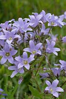 Campanula lactiflora, a fully hardy perennial bellflower, flowering from midsummer to early autumn.