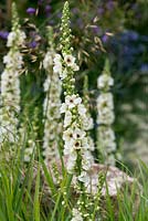 Verbascum 'Kynaston', a  semi-evergreen perennial mullein with panicles of saucer-shaped, cream flowers with deep violet eyes.