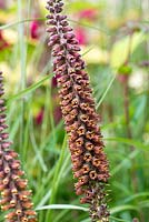 Digitalis parviflora 'Milk Chocolate', a biennial foxglove with tall, upright spikes of red-brown flowers with purple veining in summer.