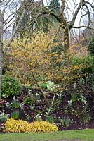 Hamamelis x intermedia 'Barmstedt Gold', a  deciduous shrub, which produces fragrant golden yellow flowers in winter