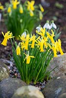 Narcissus 'Sweet Sue', an early flowering daffodil, in February