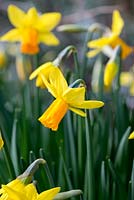 Narcissus 'Itzim', winter flowering daffodil, February.