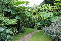 A tropical garden planted with Tetrapanax papyrifer, and tree ferns, Dicksonia antarctica. A curved brick path.
