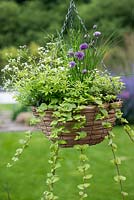 A late spring hanging basket with herbs: Sweet Woodruff, Oregano, Variegated Oregano, Chives, Indian Mint.