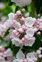 Kalmia latifolia, mountain laurel, a medium-sized evergreen shrub with glossy dark green leaves and large clusters of pink.