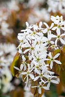 Amelanchier lamarckii, a deciduous tree or shrub with white spring blossom.