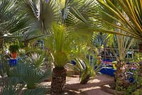 Palms in the Jardin Majorelle. Created by Jacques Majorelle and further developed by Yves Saint Laurent and Pierre Bergé, Marrakech, Morocco