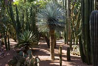 Cacti in the Jardin Majorelle. Created by Jacques Majorelle and further developed by Yves Saint Laurent and Pierre Bergé, Marrakech, Morocco