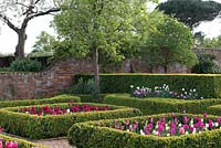 A formal walled garden with box hedging and beds planted with Tulipa 'Don Quichotte' left and Tulipa 'Blushing Girl' right.