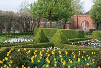 A formal walled garden with box topiary and parterres planted with Tulips - Tulipa 'Jan Van Nes' in foreground.