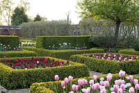 A formal walled garden with box parterres planted with Tulipa 'Ollioules' right and Tulipa 'Attilla Graffiti' left