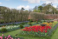 A formal walled garden with spring borders of tulips and muscari planted around box balls and urns.