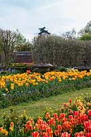 A walled garden and hot spring border with Tulipa 'Olympic Flame', 'Blushing Apeldoorn', 'Golden Apeldoorn' surrounded with grape hyacinths.