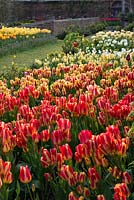A walled garden with large spring borders of tulips including Tulipa 'Georgette' front and 'Colour Spectacle' behind.
