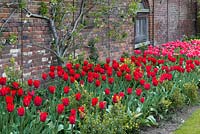 A hot spring border with Tulipa 'Bastogne' in a walled garden.