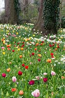A colourful naturalised spring meadow of tulip, bluebell and daffodil bulbs. Varieties include:  Tulipa 'Ollioules', 'Apeldoorn', 'Apeldoorn Elite', 'Blushing Apeldoorn', 'Attila Graffiti' and 'Lydia'.