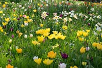 A colourful naturalised spring display of tulips and daffodils. In the foreground Tulipa 'Yellow Purissima'.