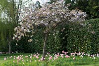 A Prunus tree, Japanese cherry, in blossom underplanted with Tulipa 'Angelique'.