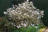 Magnolia stellata, a slow-growing medium-sized deciduous shrub with white flowers.