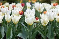 Tulipa 'Purissima', fosteriana tulip., bulb, flowering in April and May.