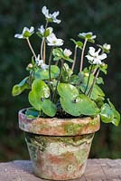 Hepatica x schlyteri Ashwood Hybrids, combines evergreen foliage of H. maxima with flower colour and form of H. nobilis. Flowers March and April.