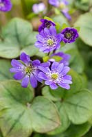 Hepatica nobilis var. japonica f. magna, clump forming, evergreen perennials with flowers in vibrant hues, from March until April.