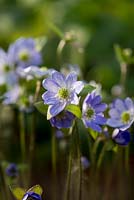 Hepatica acutiloba, an almost evergreen perennial with white or blue flowers, sometimes fragrant, from March until May.