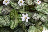Hepatica nobilis var. pubescens, evergreen perennial with lobed, marbled leaves and white flowers, from March until April.