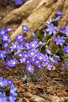 Hepatica nobilis 'Blue Shades', perennial bearing evergreen marbled foliage and bright single flowers, from March to May.