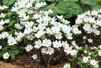 Hepatica x schlyteri 'Ashwood Hybrids', combines evergreen foliage of H. maxima with flower colour and form of H. nobilis. Flowers March and April.