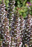 Acanthus mollis, Oyster plant, multiple flower stems with two toned white and purple flowers growing in full sun.