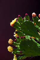 Opuntia monacantha, Drooping pricky pear, large cactus with fleshy bright green paddle shaped leaves, yellow flowers ripening green and red fruit.