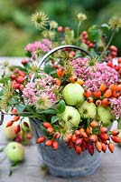 Sedum 'Autumn Joy', wild rosehips, clematis seedheads and crab apples arranged in metal bucket
