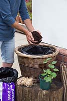 Fill the wicker container three quarters full with compost