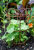 Plant supports - metal plant basket with rust patina used for Nasturtiums