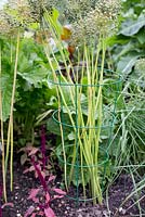 Plant supports - green plastic covered metal hooped grow-through support with allium seed heads