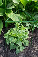 Plant supports - green plastic covered metal link support in a tropical border with Dahlias