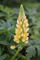 Lupinus 'The Chatelaine' Band of Nobles Series