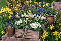 A wooden box planted with Muscari 'White Magic', primrose, variegated ivy and spindle. A metal tub planted in winter with Narcissus 'Tete a Tete', Muscari armeniacum 'Artist', primrose and variegated periwinkle. Violas in pots.