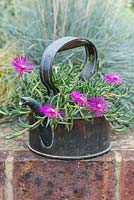 Antique copper kettle planted with Delosperma cooperi, Cooper's ice plant, a fleshy succulent perennial with pink daisy-like flowers from June.