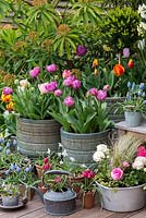 A spring container display with Tulipa 'Angelique' and 'Blue Diamond', ipheion, muscari and ranunculus.