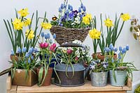 A potting bench with spring container display of Narcissus 'Verdin', Muscari 'Ocean Magic', Tulipa hageri 'Little Beauty' Chionodoxa luciliae and violas.