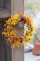 Colourful wreath made from the flowers of Hamamelis 'Arnold Promise' and 'Aphrodite' 