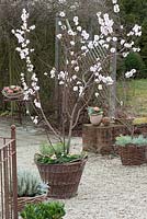 Prunus dulcis underplanted with Bellis 