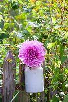 Flower of dahlia in a milk can.