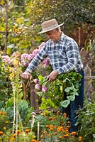 Man harvesting turnips in the vegetable garden.