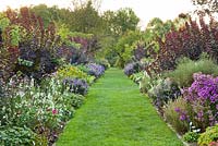 Late summer borders with grass path. Aster novea-angliae, Cotinus coggygria 'Royal Purple', Gaura lindheimeri, Anemone, Sedum 'Matrona' and Verbena bonariensis. Weihenstephan Gardens